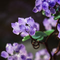 Natural Amethyst Fortune Tree Ornaments
